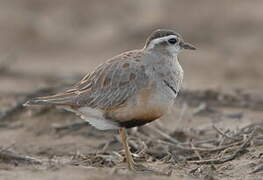 Eurasian Dotterel