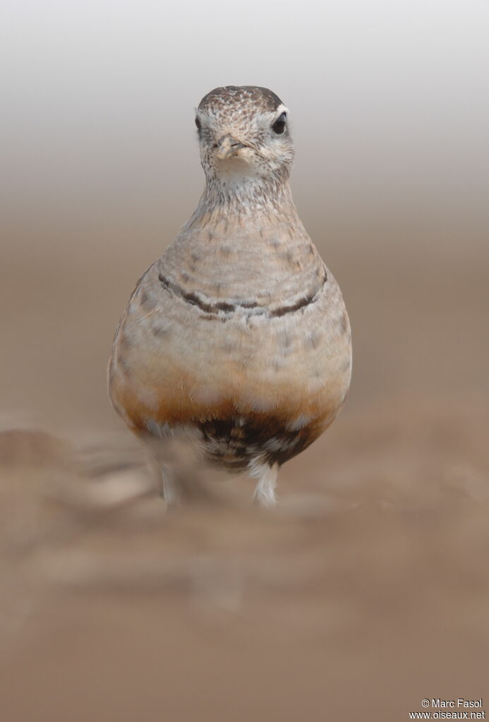 Eurasian Dottereladult post breeding, identification