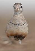 Eurasian Dotterel