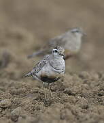 Eurasian Dotterel