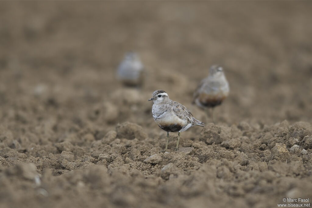 Eurasian Dottereladult post breeding, identification