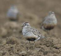 Eurasian Dotterel