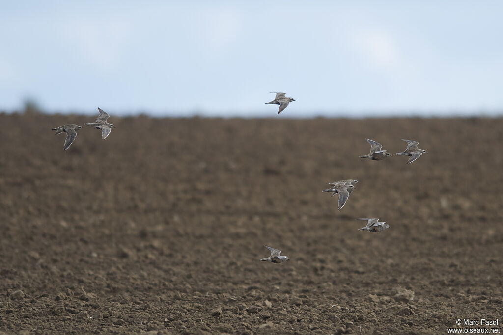 Eurasian Dottereladult post breeding, Flight