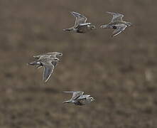 Eurasian Dotterel