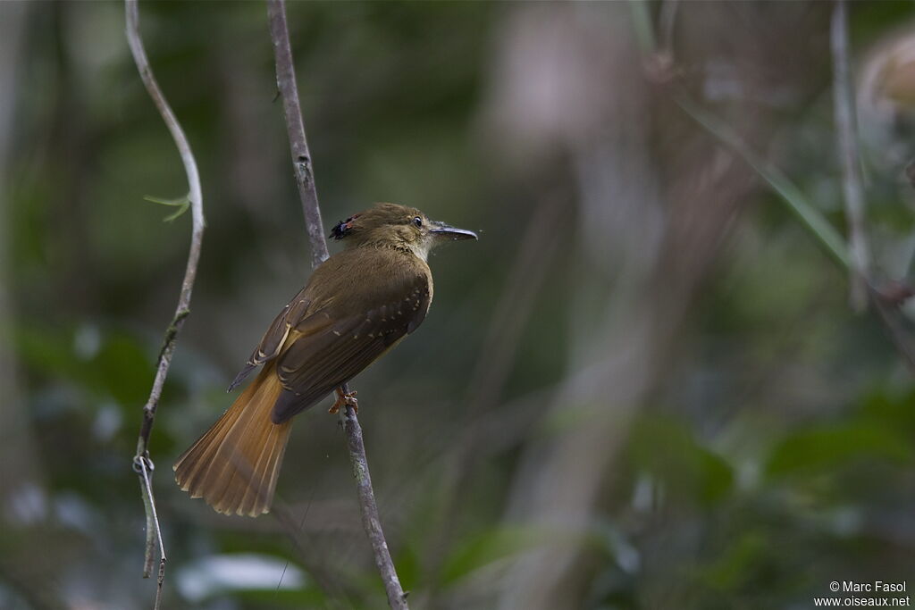 Tropical Royal Flycatcher male adult breeding, identification, Behaviour