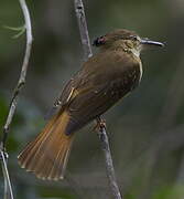 Tropical Royal Flycatcher