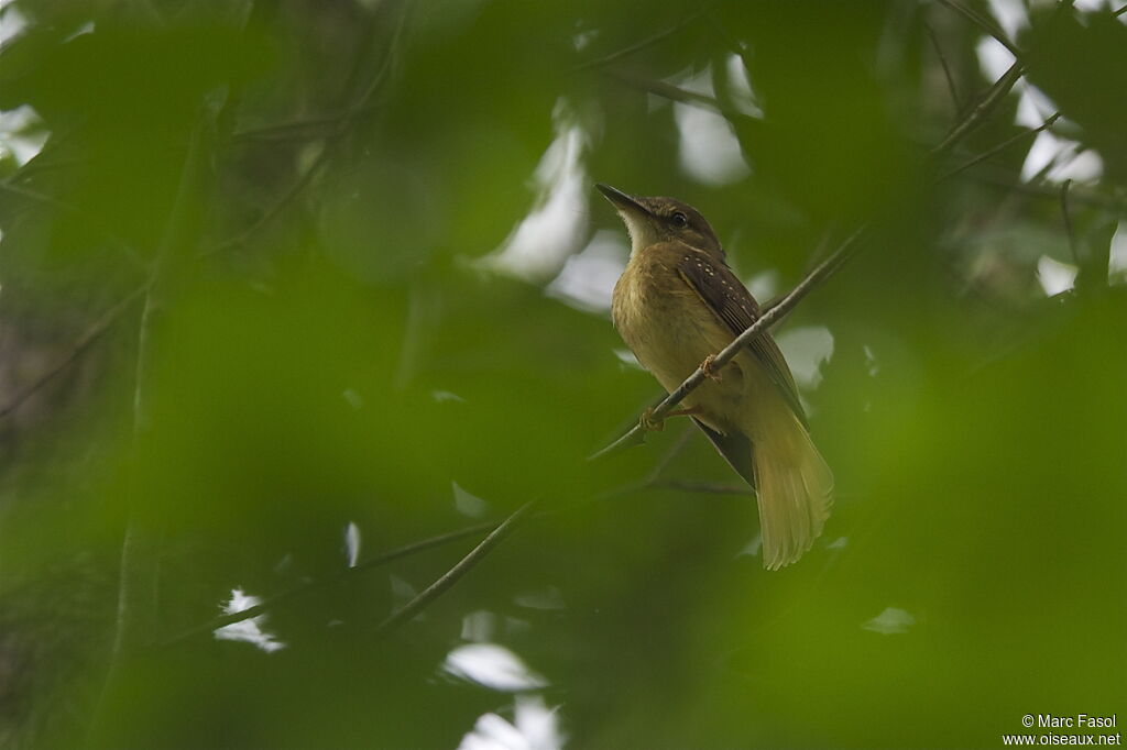 Tropical Royal Flycatcheradult, identification