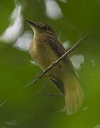 Tropical Royal Flycatcher