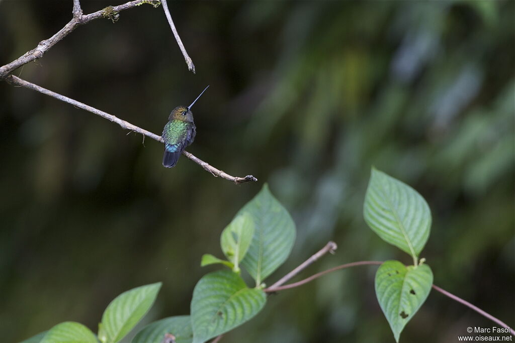 Green-fronted Lancebilladult, identification