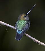 Green-fronted Lancebill