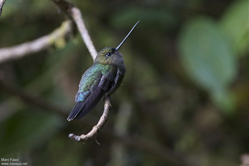 Green-fronted Lancebilladult, identification