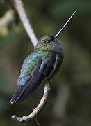 Green-fronted Lancebill