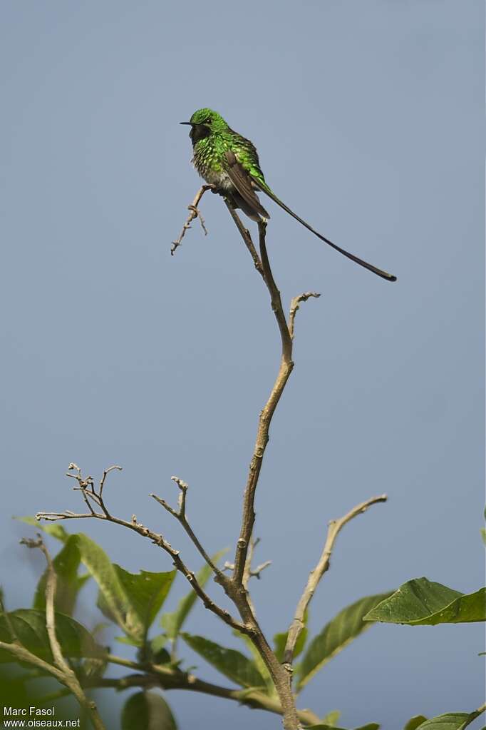 Black-tailed Trainbearer male adult breeding, identification