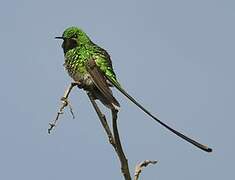 Black-tailed Trainbearer