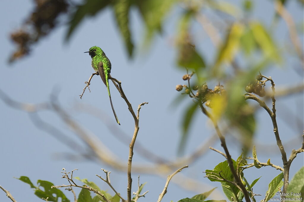 Black-tailed Trainbearer male adult breeding, identification