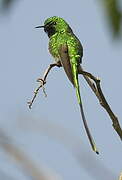 Black-tailed Trainbearer