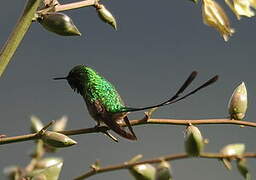 Black-tailed Trainbearer