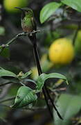 Black-tailed Trainbearer