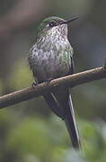 Green-tailed Trainbearer