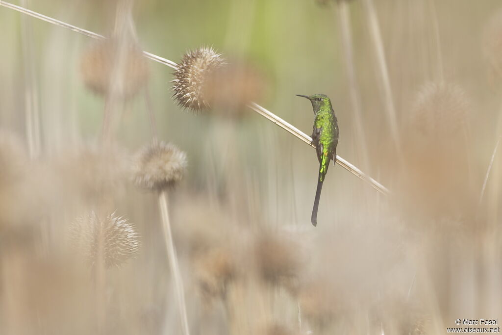 Green-tailed Trainbearer male adult, identification