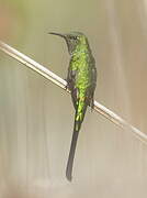 Green-tailed Trainbearer