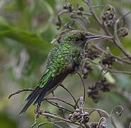 Green-tailed Trainbearer