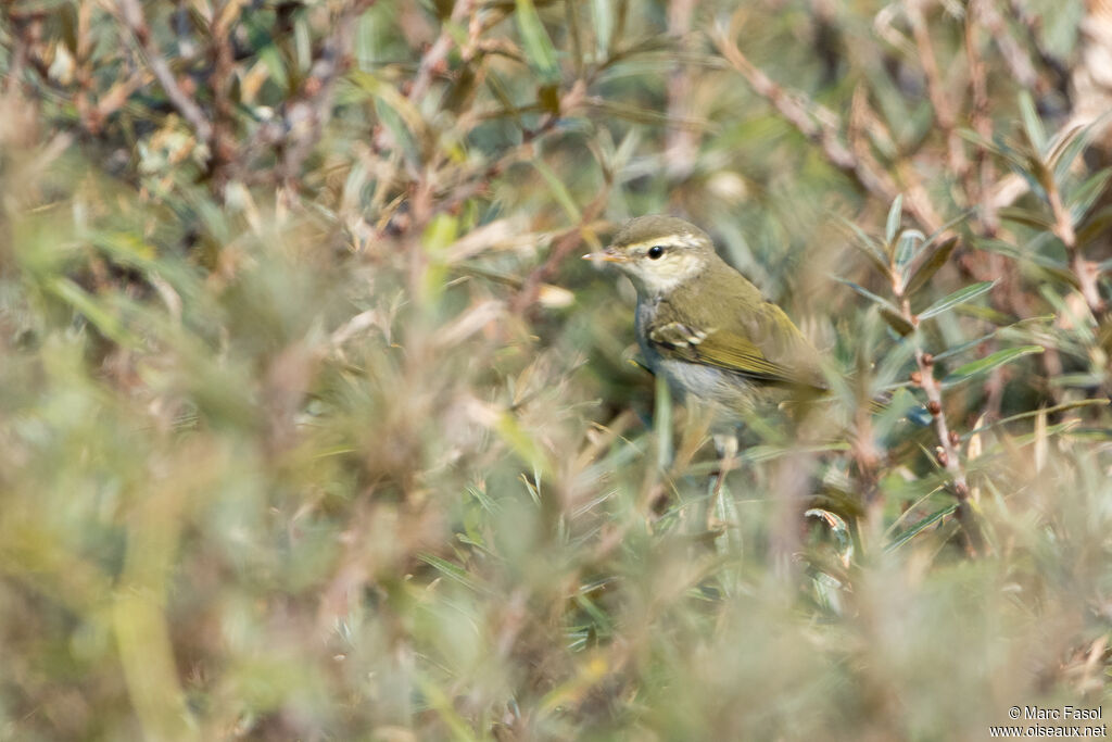 Two-barred Warbler, identification