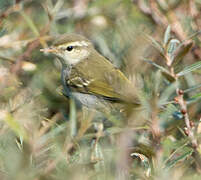 Two-barred Warbler