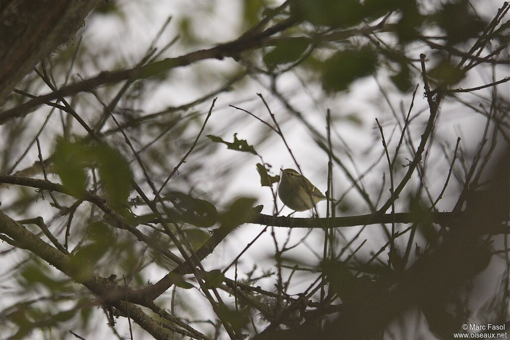 Yellow-browed Warbler, identification