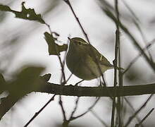 Yellow-browed Warbler