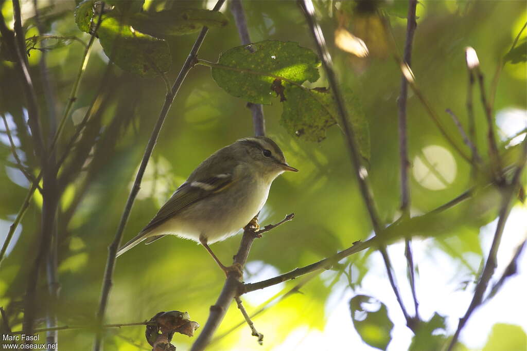 Pouillot à grands sourcilsadulte, identification