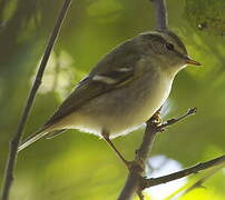 Yellow-browed Warbler