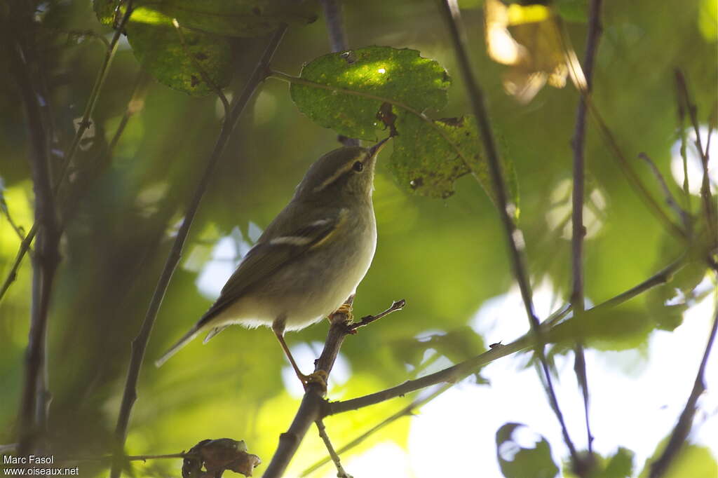 Pouillot à grands sourcilsadulte, identification