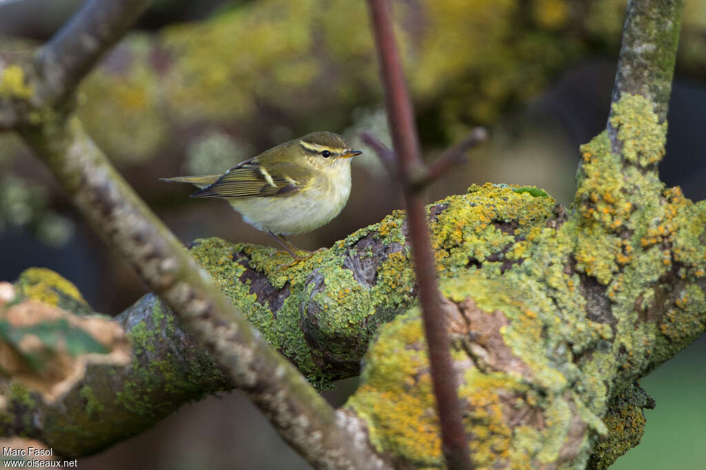 Yellow-browed Warbleradult, identification