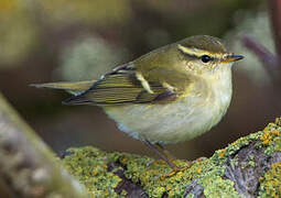 Yellow-browed Warbler