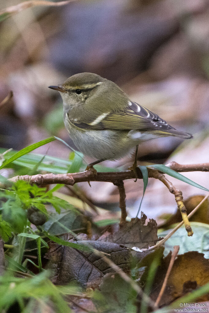 Pouillot à grands sourcilsadulte, identification