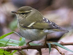 Yellow-browed Warbler