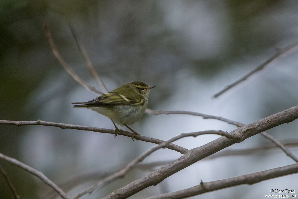 Yellow-browed Warbleradult, identification