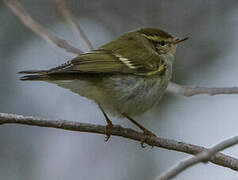 Yellow-browed Warbler