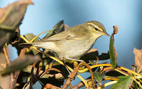 Arctic Warbler