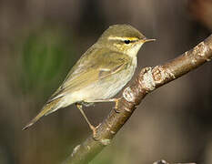 Arctic Warbler