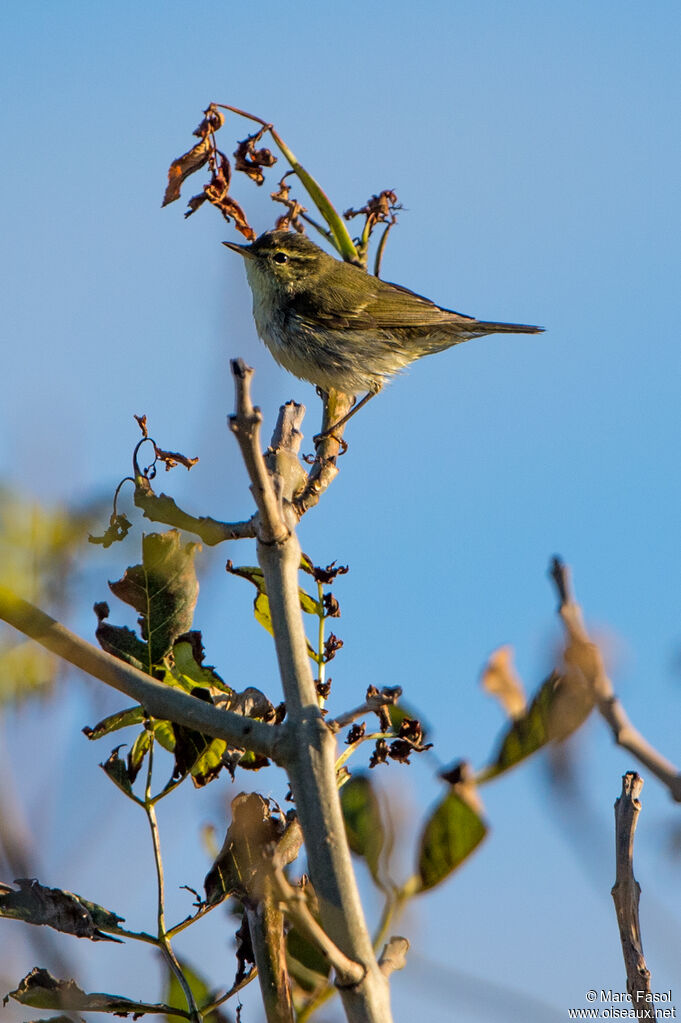 Arctic Warbleradult post breeding, identification