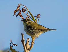 Arctic Warbler