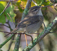 Dusky Warbler