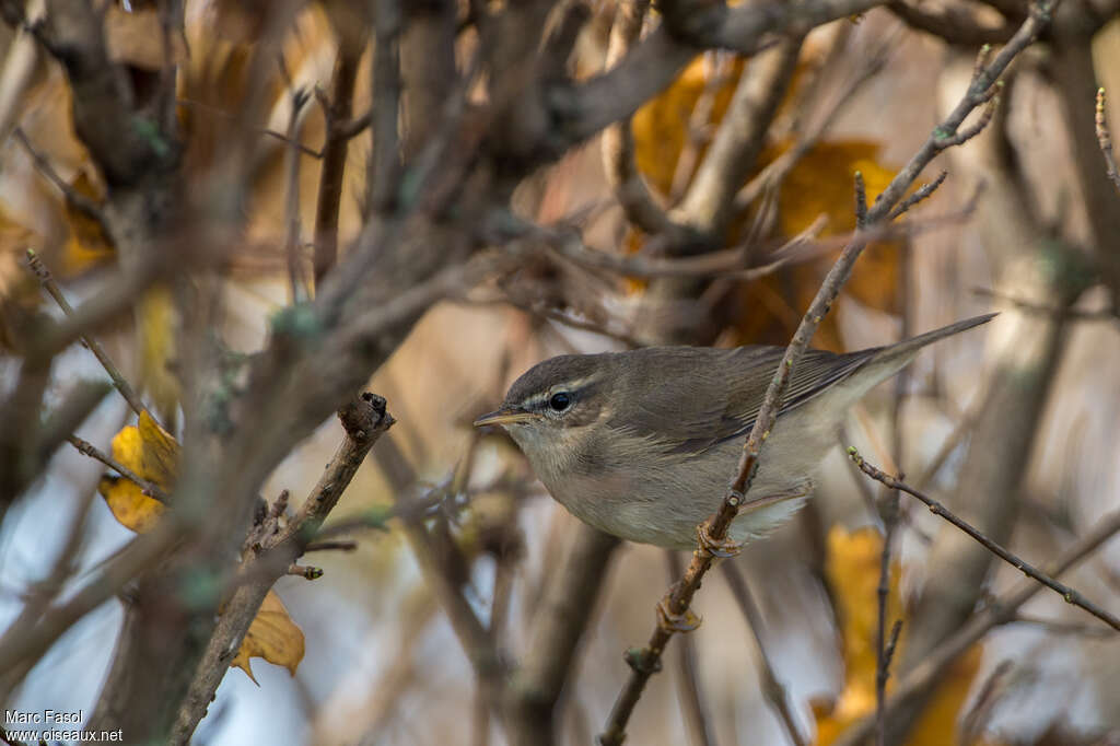 Dusky Warbler, identification, pigmentation, Behaviour