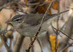 Dusky Warbler