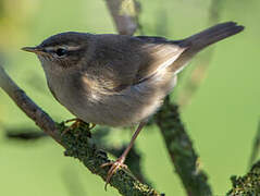 Dusky Warbler