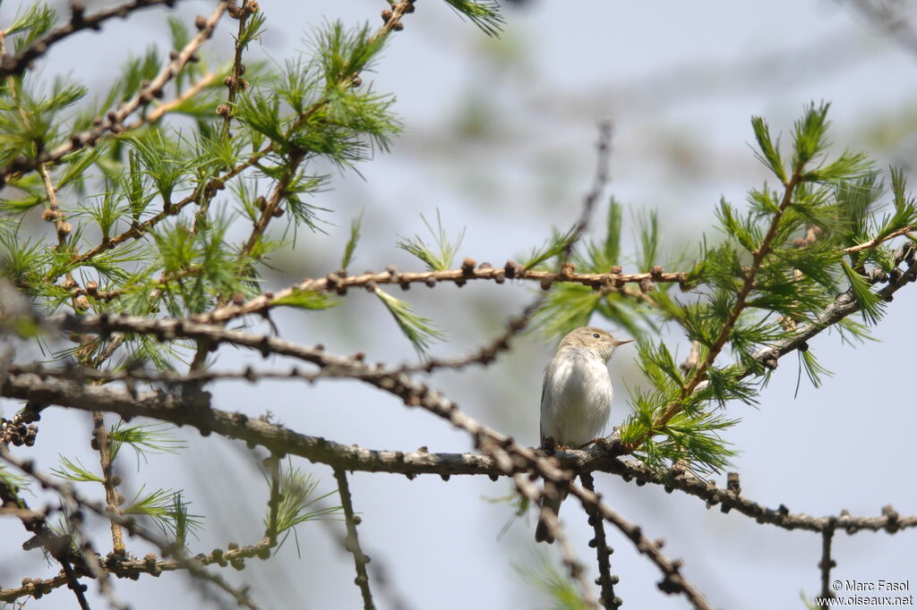 Western Bonelli's Warbler male adult breeding, identification, song