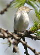 Pouillot de Bonelli