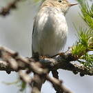 Pouillot de Bonelli
